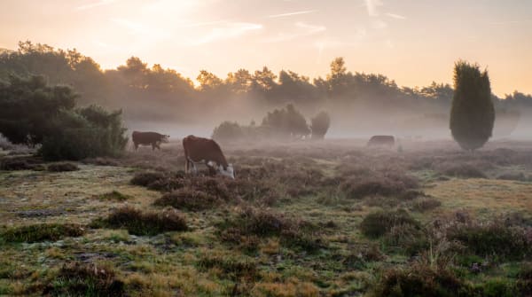 De Hereford runderen passen mooi in de omgeving op het Buurserzand.