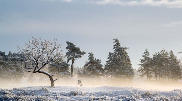 Drents-Friese Wold