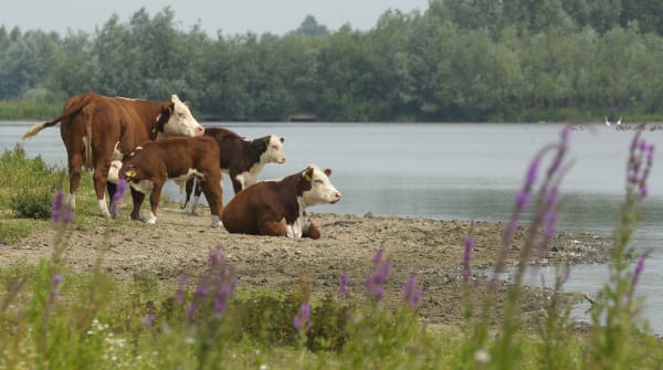 hereford runderen Vreugderijkerwaard