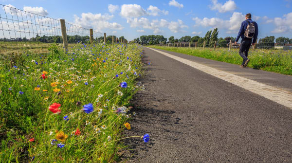 Polderpad door de Zuidpolder op het Rotterdams platteland