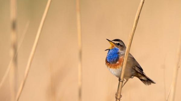 Blauwborstroute