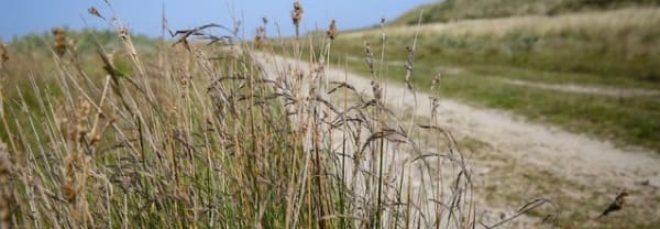 Bikkelen in de wind