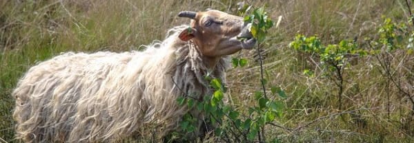 Drentse heideschapen