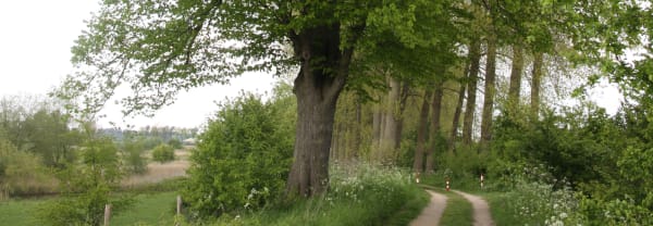 De betekenis van grenslinden