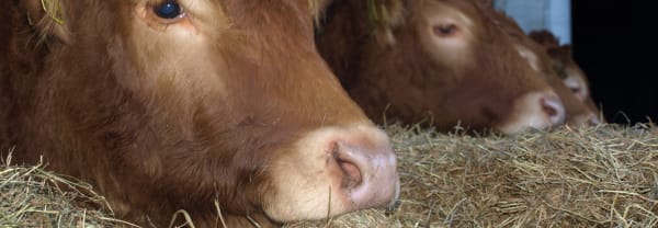 Kijkboerderij 't Hoogeveld