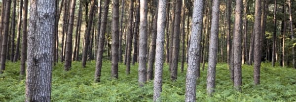 (Dennen)bomen