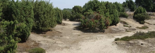 jeneverbesstruiken in het Mantingerzand