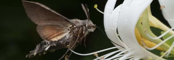 Kamperfoelie en nachtvlinder