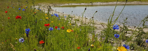 Struinnatuur Waalenburg Texel