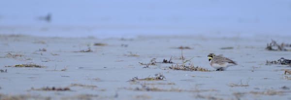 Strandleeuwerik op het westerstrand