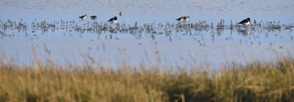 Vogels op het wad