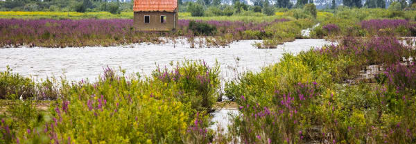 Nieuw Tiengemeten