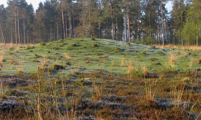 Grafheuvel Noordlaarderbos Natuurmonumenten