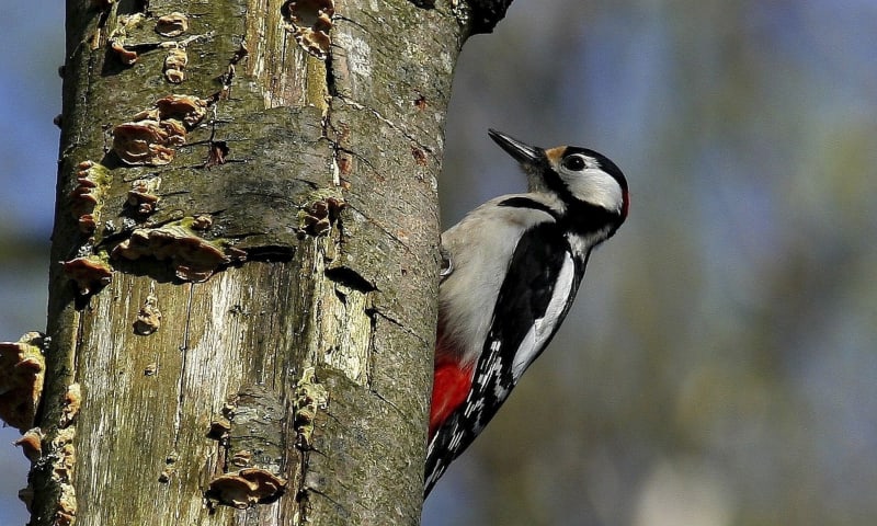 Bonte Specht Natuurmonumenten