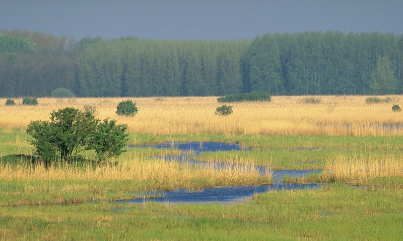 Harderbroek