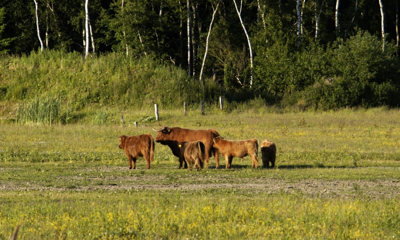 Schotse Hooglanders aan de rand van het Kadoelerbos