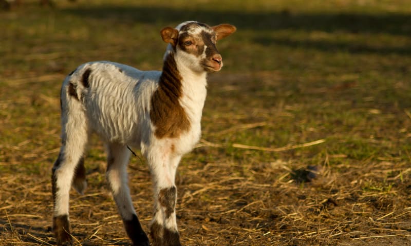 Gezinsnatuurdag Schaap Dwingelderveld