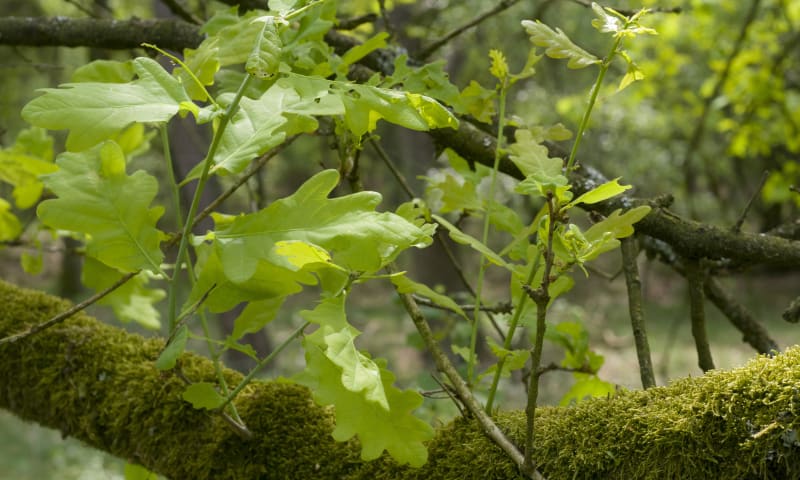 Blad Natuurmonumenten