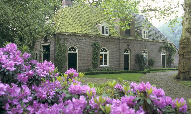 Rodondendrons op Landgoed Oldenaller Natuurmonumenten