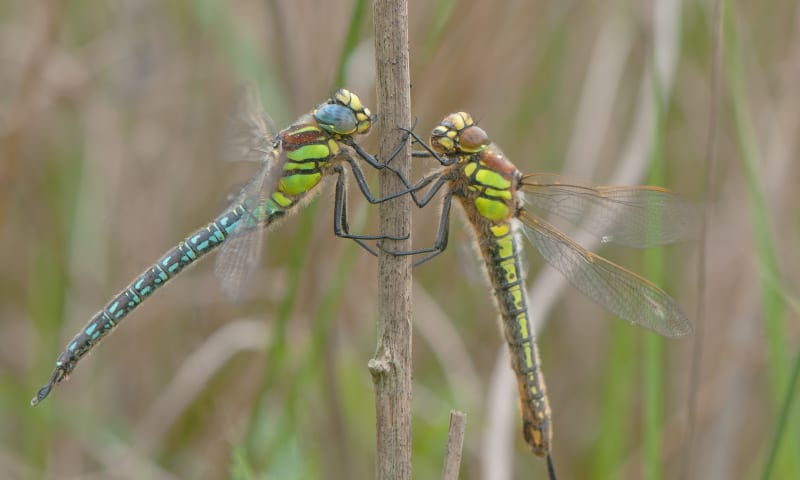 Libelle: glassnijder