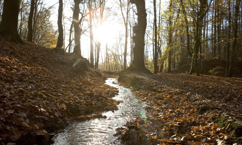 Beek in Beukenbos