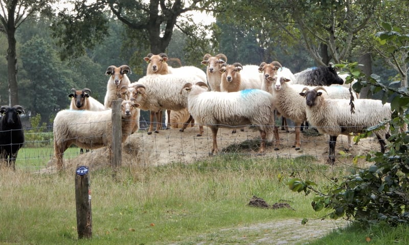 Het zwarte schaap van de Drentse heideschapen