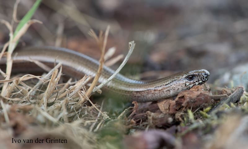 Hazelworm gezien bij de Liskes in Bergeijk