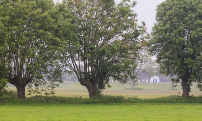 Knotwilgen in de Koppenwaard