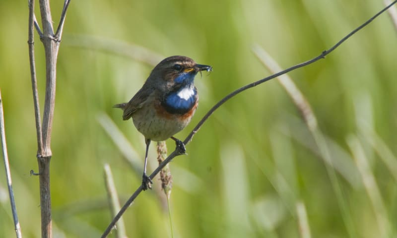 Vogel Natuurmonumenten