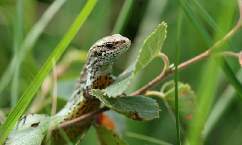 Wandeling op zoek naar reptielen - Wooldse Veen