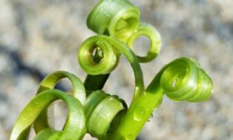 krullen van paardenbloemen natuurmonumenten