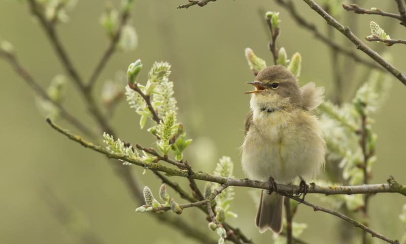 Als je de tjiftjaf hoort...dan begint écht de lente