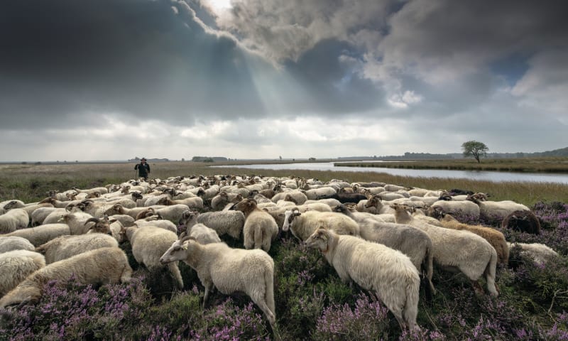 Drentse heideschapen