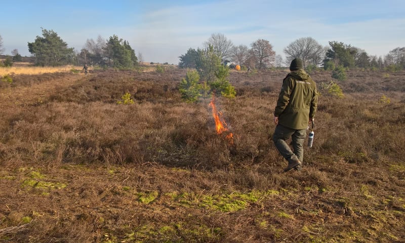 Heidebranden voor verbetering van de biodiversiteit