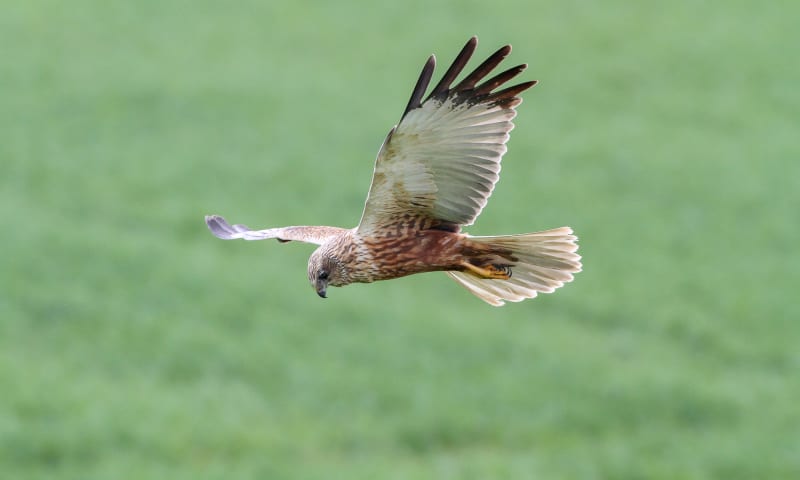 Bruine kiekendief