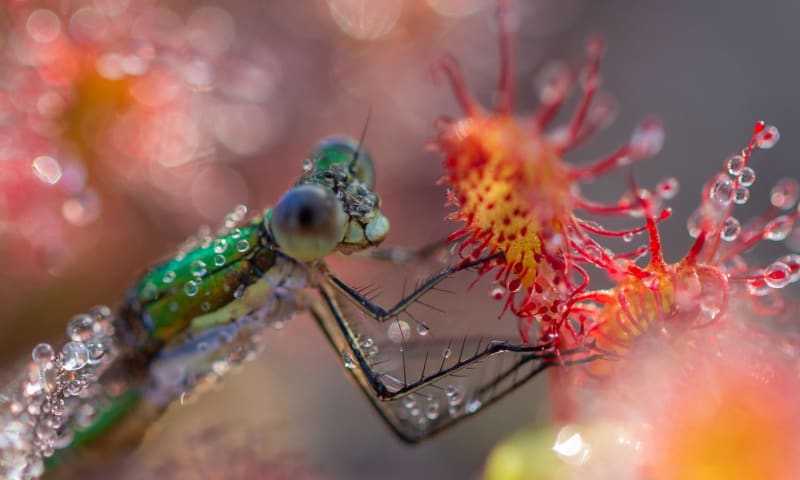 Kleine zonnedauw met waterjuffer