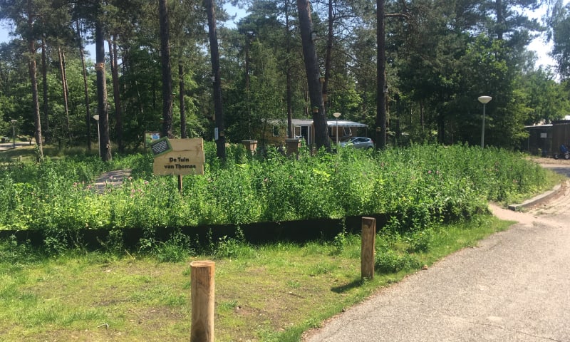 Wilde bloemen op één van de Landal parken