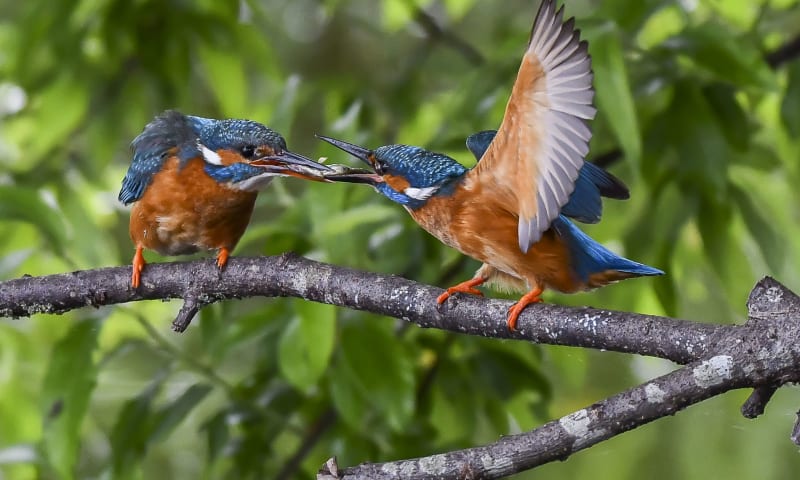 IJsvogel Martin Wessel Namo103208