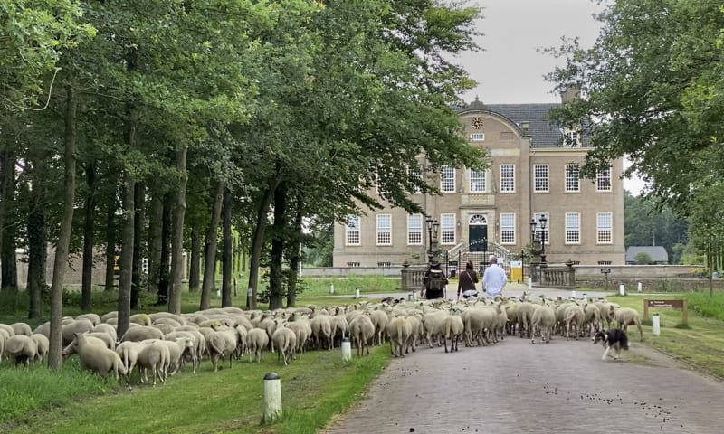 schaapskudde bij kasteel Eerde opnames Hek van de Dam