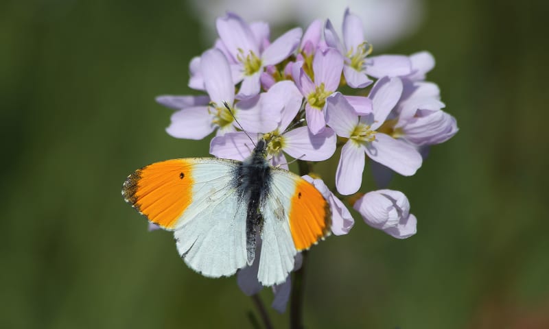 Oranjetipje op pinksterbloem