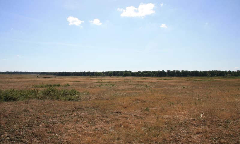 Droogte onderzoek Reijerscamp