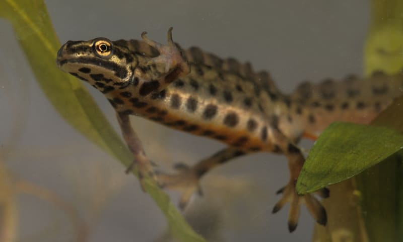 Kleine watersalamander