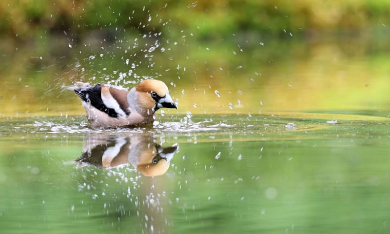 Appelvink in het water aan het wassen.