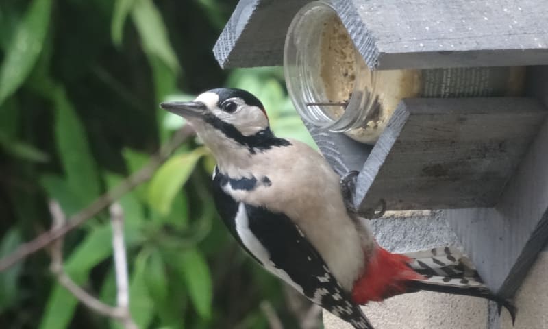 Grote bonte specht winter voeren