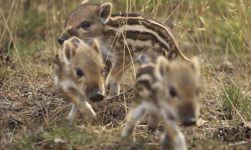 Drie jonge wilde zwijnen op pad