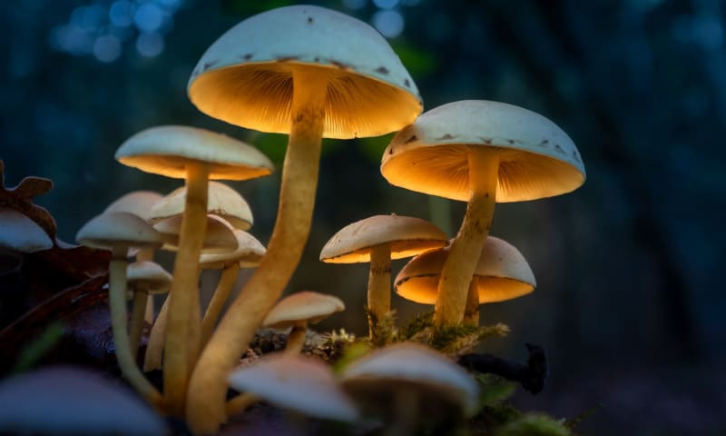 Paddenstoelen met kunstlicht