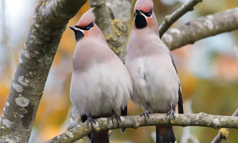 Pestvogel