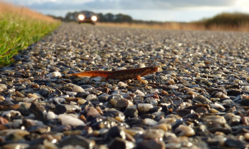 Watersalamander steekt de weg over