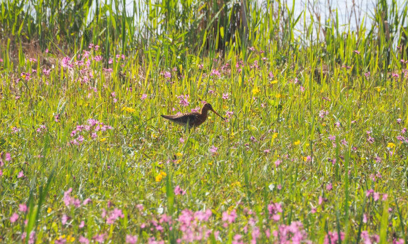 Grutto tussen de echte koekoeksbloemen op de Vlietlanden