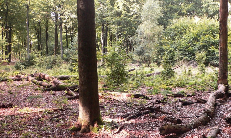 Open plekken zijn ontzettend belangrijk voor de verjonging in een bos.